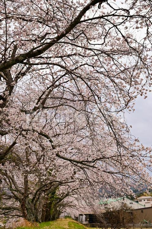 満開の桜の大木 桜,春,背景の写真素材