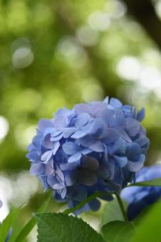 青い紫陽花の写真