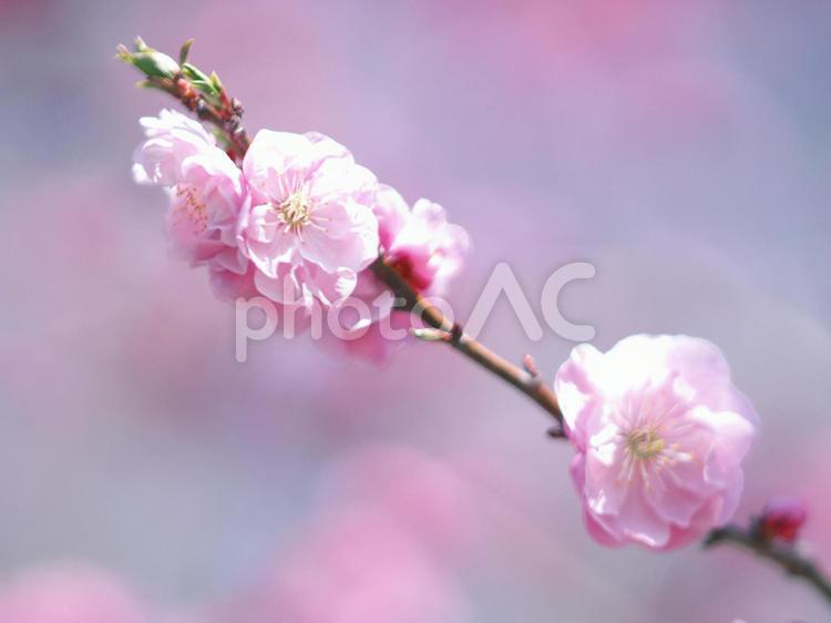 満開の平岡梅林公園 梅,梅林公園,花の写真素材