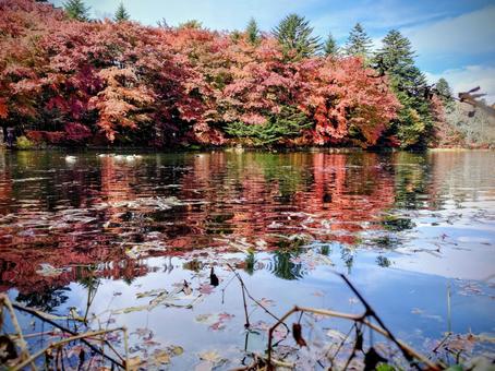 カモの視点で秋 カモの視点で秋 紅葉,秋,池の写真素材