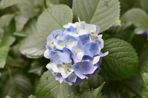 Photo, hydrangea, june, rainy season, 