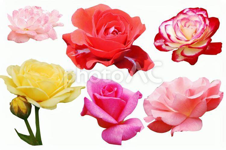 バラ　薔薇　ローズ【切り抜き 白抜き】 植物,花,フラワーの写真素材