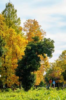 紅葉した公園の木々 風景,秋,自然の写真素材