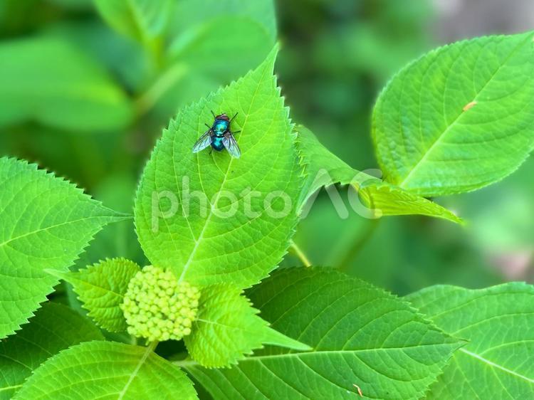 アジサイの葉と虫 ハエ,虫,緑の写真素材