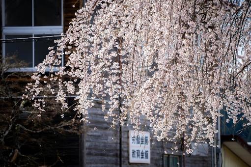 しだれ桜 棚倉町 福島県 しだれ桜 棚倉町 福島県の写真