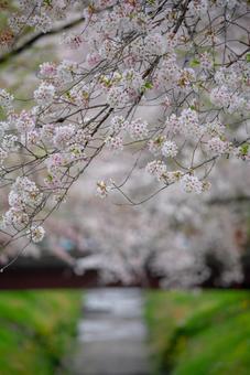 満開の桜と水路の風景 桜,さくら,cherryblossomの写真素材