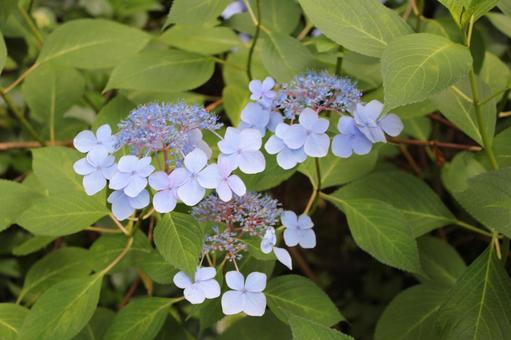 Hydrangea 149, JPG Hydrangea 149, JPG