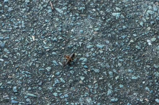 Grasshopper, JPG