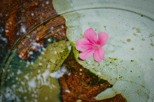 花 花の写真