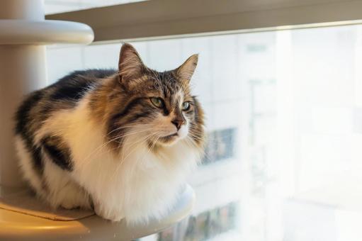Photo, cat, a pet, long hair species, 