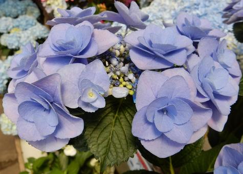 【花の写真】紫陽花の花 【花の写真】紫陽花の花の写真