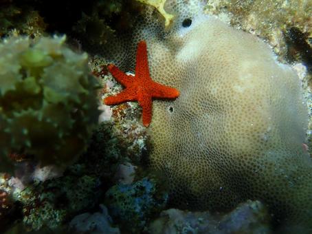アカヒメジュズベリヒトデ アカヒメジュズベリヒトデの写真