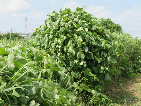 Photo, positioning exercise, kudzu, green monster, 