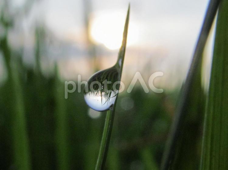 水滴と緑の葉と朝日Water drops 水滴,すいてき,waterの写真素材
