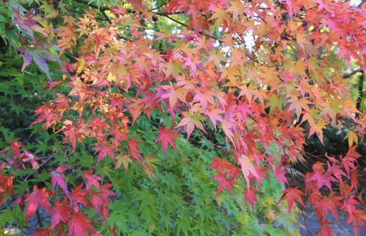 カラフルで鮮やかなもみじの紅葉 カラフルで鮮やかなもみじの紅葉の写真