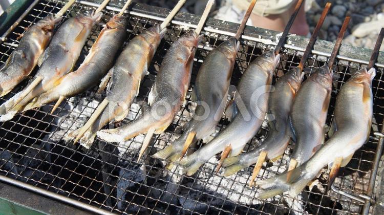 鮎を焼く バーベキュー,鮎,鮎の塩焼きの写真素材