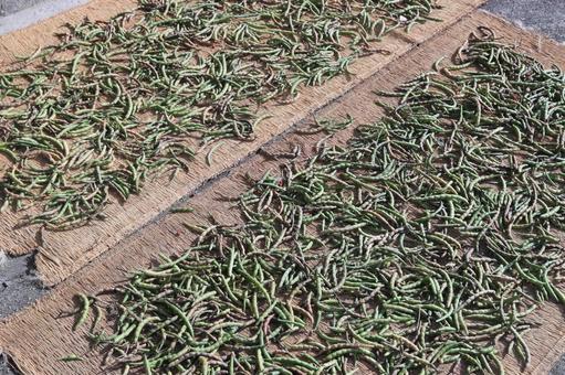 小豆（緑の鞘）　乾燥作業 小豆,大納言,乾燥の写真素材