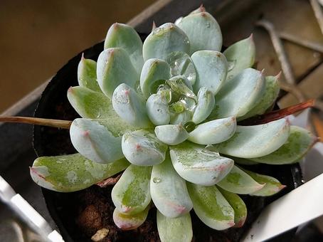 多肉植物 多肉植物の写真