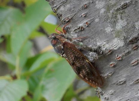 【昆虫写真】アブラゼミ(油蝉) 【昆虫写真】アブラゼミ(油蝉)の写真