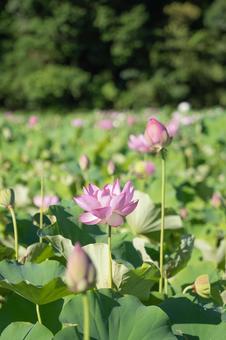 蓮の花 蓮の花の写真