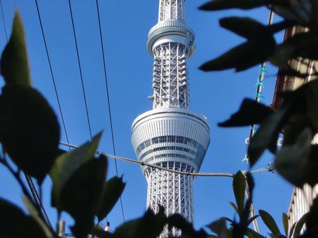 木の葉越しの東京スカイツリー-1 木の葉越しの東京スカイツリー-1 木,枝,葉の写真素材
