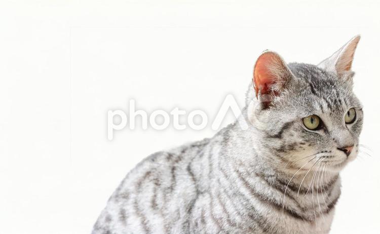 猫(切抜き) 猫,にゃんこ,保護猫の写真素材
