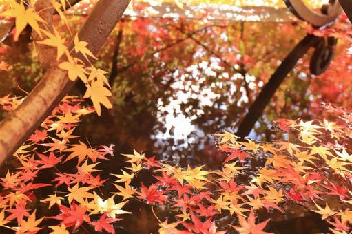 モミジの落ち葉が広がる水場 モミジの落ち葉が広がる水場の写真