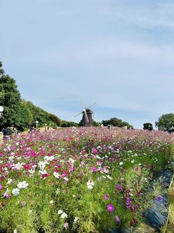 秋桜と風車 緑地公園,季節,花壇の写真素材
