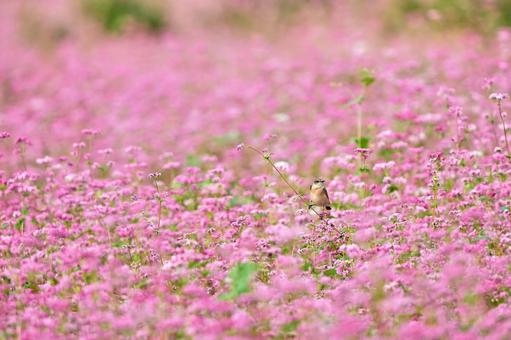 赤そばの花に野鳥 赤そばの花に野鳥の写真