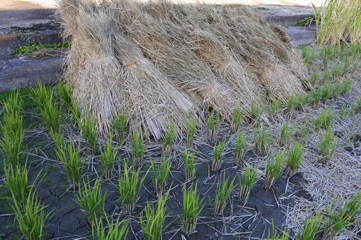 藁 稲わら,わら,藁の写真素材