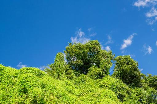 クズ⑷ クズ⑷ 植物,クズ,野草の写真素材