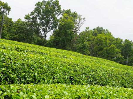 新緑に包まれた茶畑の丘 新緑に包まれた茶畑の丘の写真