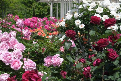 Photo, rose, garden, hedge, 
