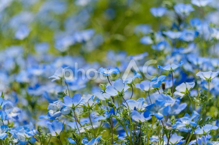 緑に映えるネモフィラの花と新緑 ネモフィラ,青,花の写真素材
