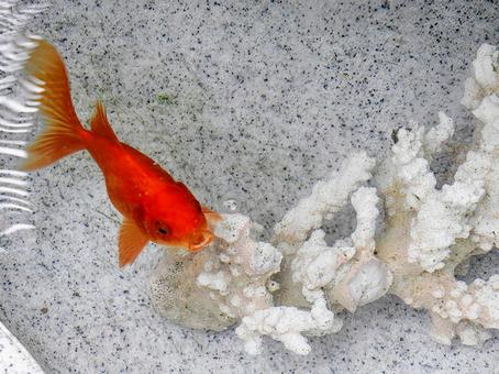 金魚 金魚 魚,キンギョ,赤の写真素材