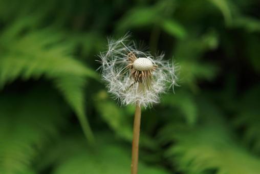 Dandelion Fluff Chic, JPG Dandelion Fluff Chic, JPG