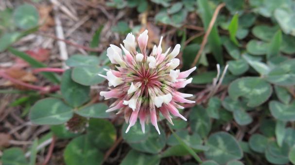 クローバーの花（シロツメクサ） クローバー,シロツメクサ,四葉のクローバーの写真素材