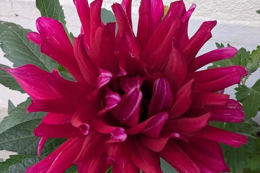 バーガンディー色のダリア ガーデニング,ダリア,鉢植えの写真素材