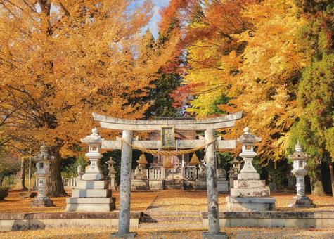 黄葉した銀杏を纏う神社 黄葉,紅葉,黄色の写真素材