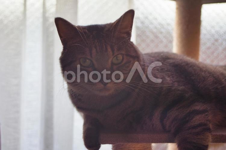 こちらを見る猫 web,ブログ,素材の写真素材