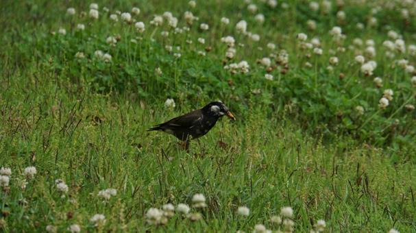 公園にいた鳥 公園にいた鳥の写真