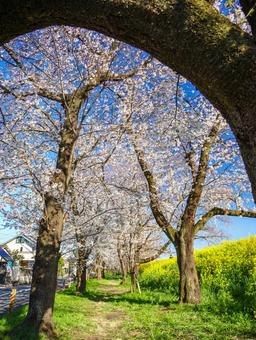熊谷桜堤の桜 桜,ソメイヨシノ,菜の花の写真素材