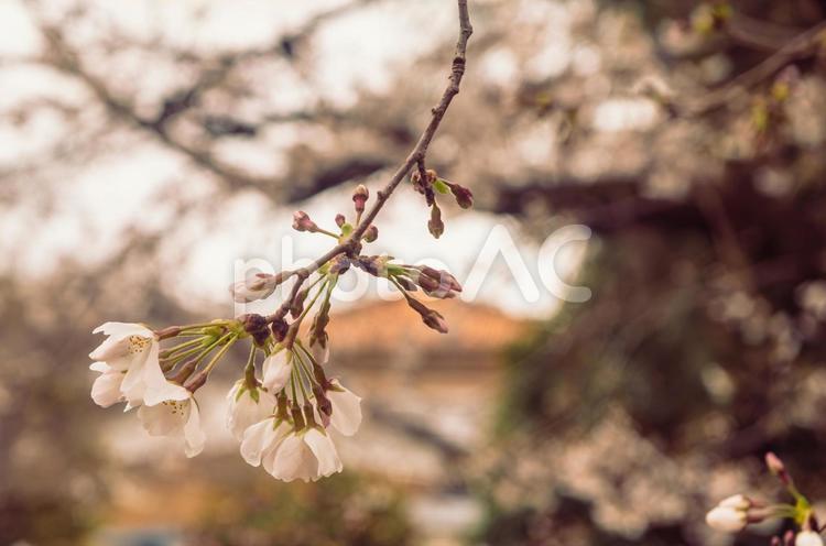ソメイヨシノ桜ー40 ソメイヨシノ,桜,蕾の写真素材
