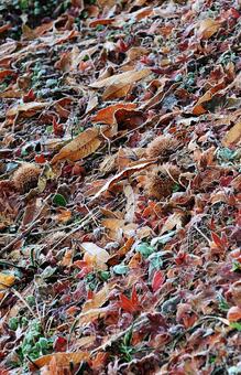 霜が降りたモミジの葉や枯れ葉たち 落ち葉,紅葉,植物の写真素材