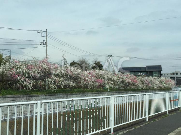 春の風景① 空,橋,屋外での写真素材
