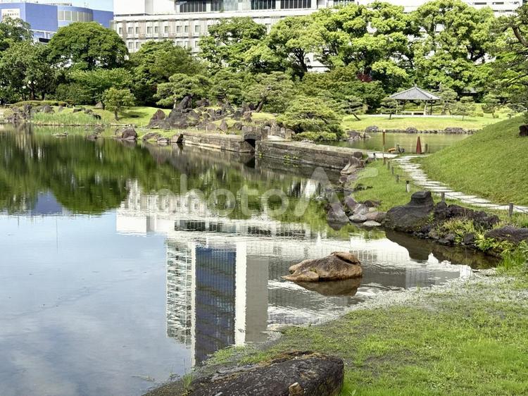 6月　旧芝離宮恩賜庭園 マツ,岩,庭石の写真素材