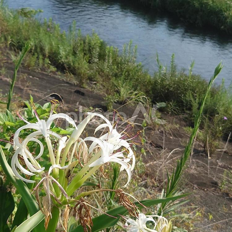 夏の白いハマユウの花と川 白い花,ハマユウ,浜木綿の写真素材