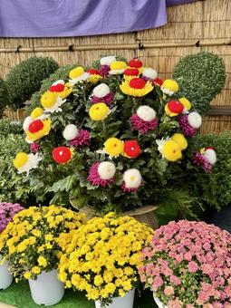 秋の武生中央公園 モニュメント,菊人形,菊祭の写真素材