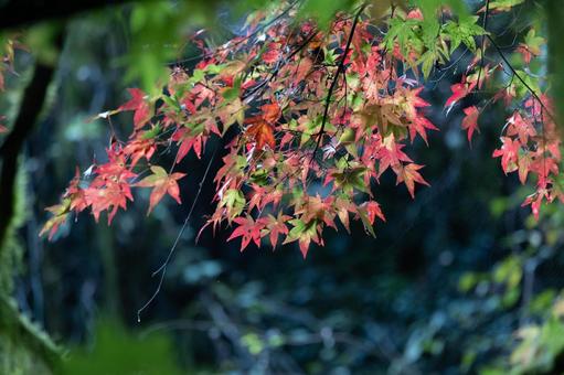色づいた秋の紅葉 紅葉,モミジ,もみじの写真素材