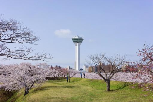 五稜郭公園の桜 桜,五稜郭タワー,さくらの写真素材